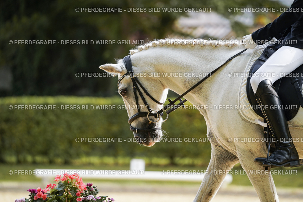 DSC04475 | Pferdegrafie