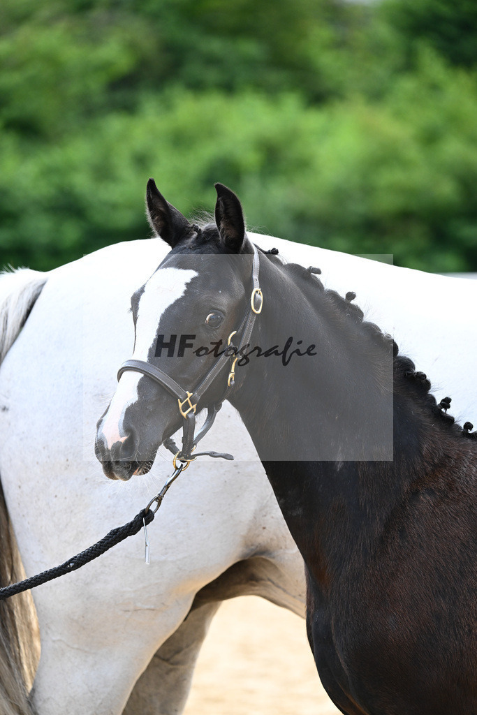 Kat-Nr. 32 Chubakko x Calido I_Mattusch-Merk_27141022 | hf-fotografie - Realisiert mit Pictrs.com