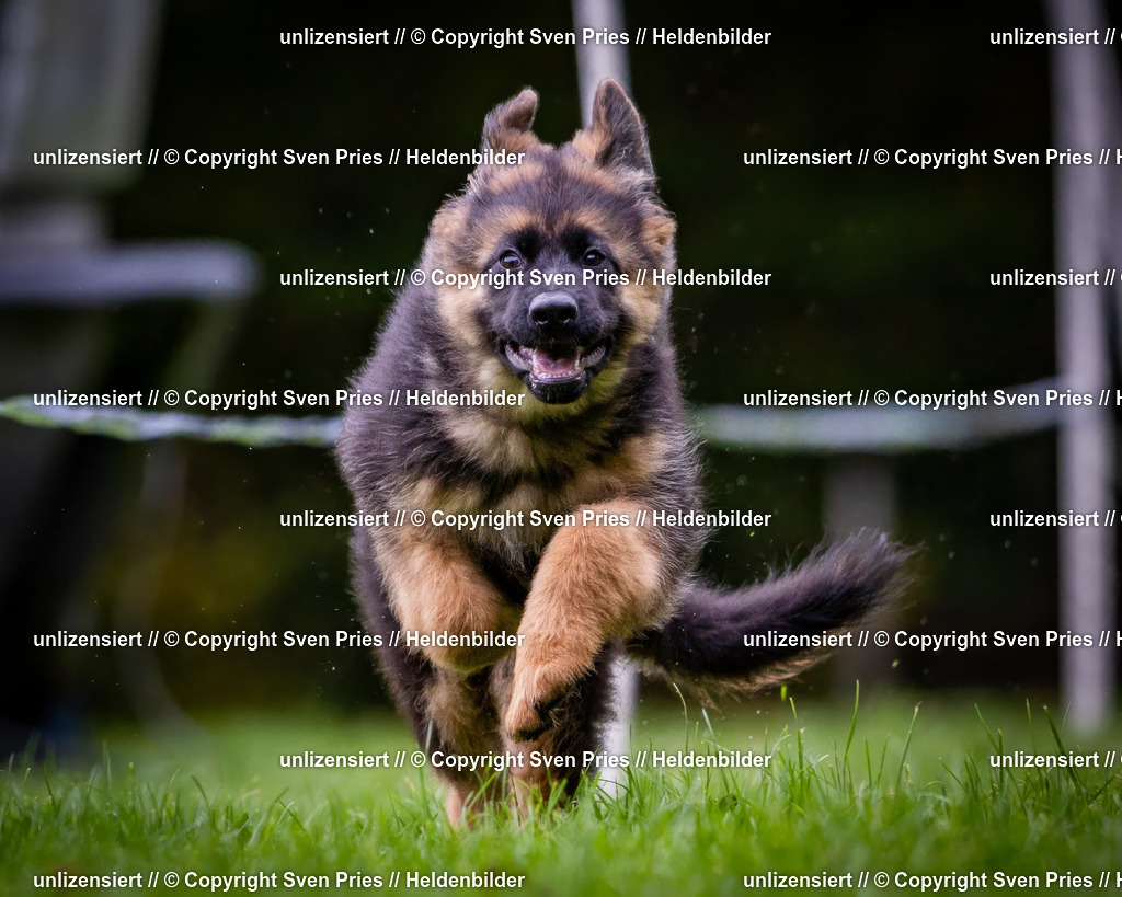 Sven Pries | 2024-10-19 - Hunderennen Ober-Grombach - Realisiert mit Pictrs.com