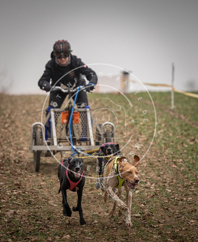 Pfotenfotografie_DV3A4506 | Hundefotografie, Tierfotograf, Pfotenfotografie, Fotoshooting Hund, Hunde Portrait, Hundesport, Hundeportraits, Heideshooting, Hunde, Sportfotograf, Hundefotograf, Turnierhundsport, THS,  - Realisiert mit Pictrs.com