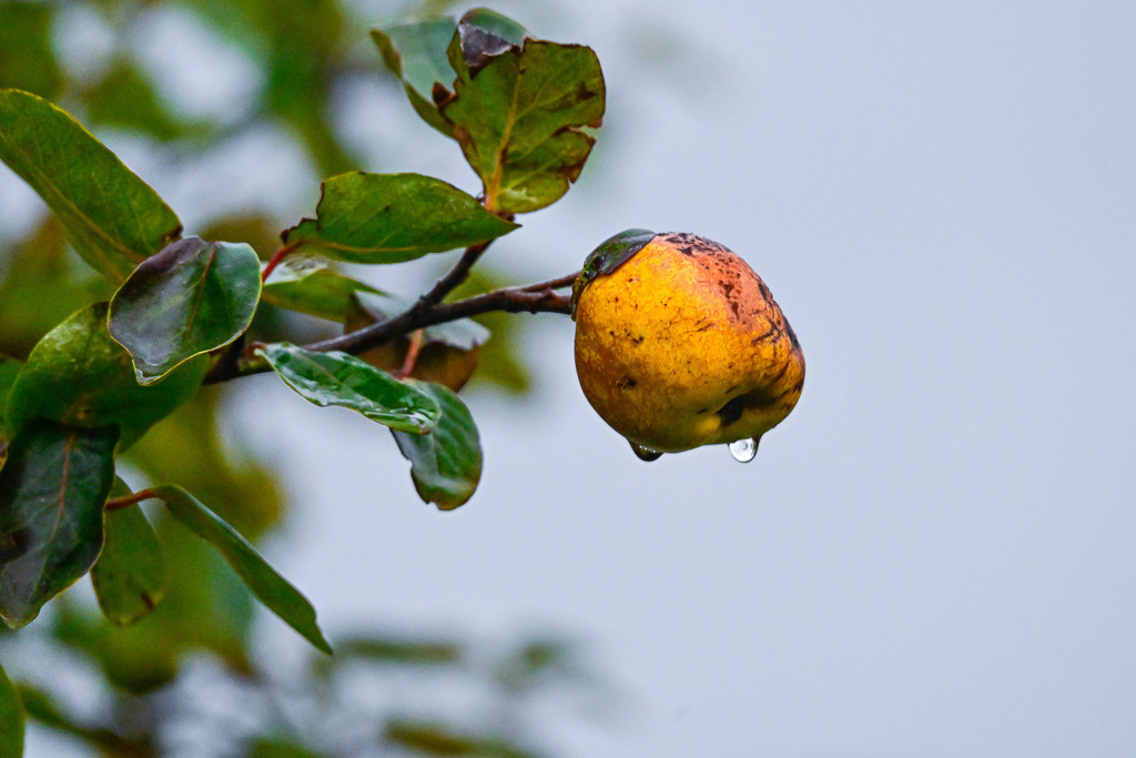 Herbstliche Vergänglichkeit im Regentropfen | Eine reife, gelbe Quitte hängt einsam an einem nassen Ast. Ein großer, klarer Regentropfen sammelt sich an ihrer Unterseite, kurz vor dem Herabfallen. Die grünen Blätter sind ebenfalls feucht und zeigen leichte Anzeichen von Herbstverfärbung und Fraßspuren. Der Hintergrund ist ein diffuses, kühles Grau, was die herbstliche Melancholie unterstreicht. Das Bild fängt den stillen Moment der Veränderung und die vergängliche Schönheit der Natur im Regen ein, kurz bevor die Frucht zu Boden fällt. - Realisiert mit Pictrs.com