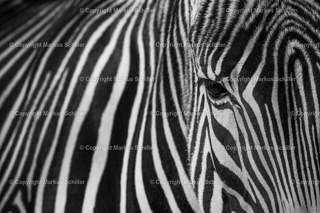 Zebra Portrait | Portrait eines Zebras - Realisiert mit Pictrs.com