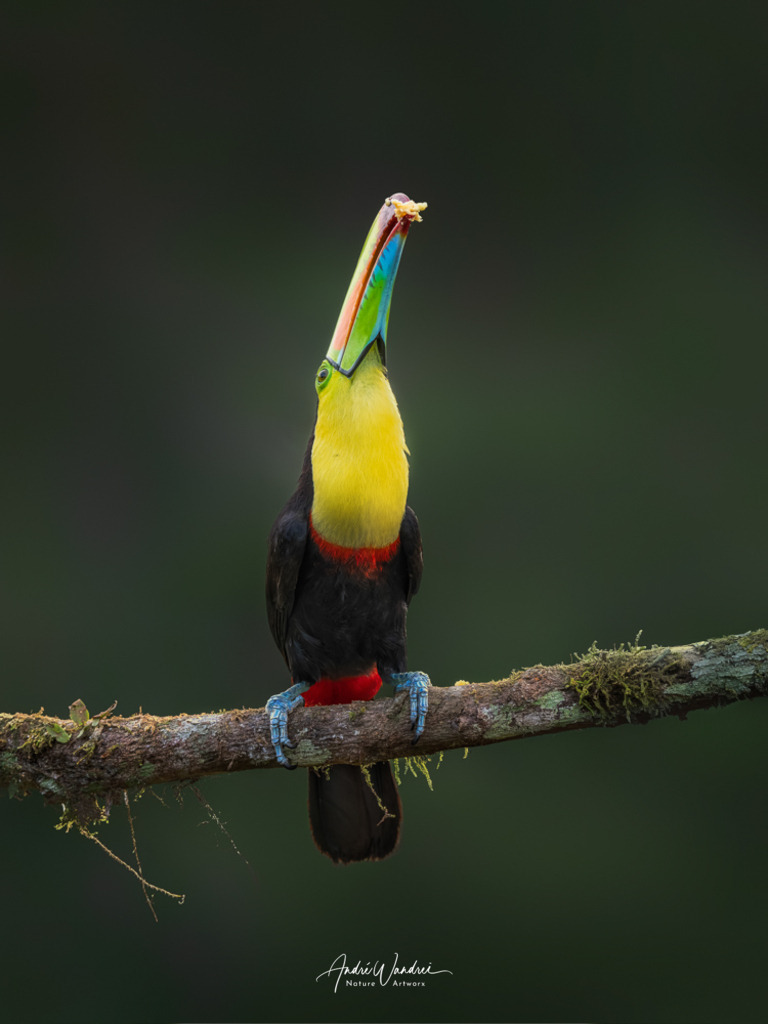 Farben des Waldes | Andre Wandrei - Nature Artworx - Realisiert mit Pictrs.com