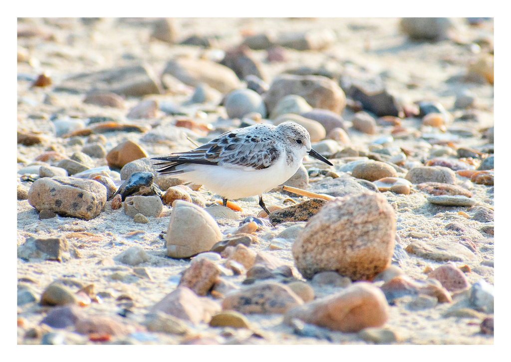 Motiv 38 | Eilun-Art-Fotografie Levke Martens, ihre Fotografin für Immobilien- und Landschaftsfotografie auf Föhr, Föhrer Motive als Poster, Leinwand, hinter Acrylglas oder stelle dir deinen eigenen Monatskalender zusammen, mit nur einem Klick
