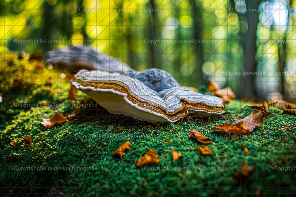 D75_6019 | Kaufen sie online außergewöhnliche Fotografien auf Leinwand Acrylglas Fotoprint Aludibond von holgerweigeltfotografie - Realisiert mit Pictrs.com