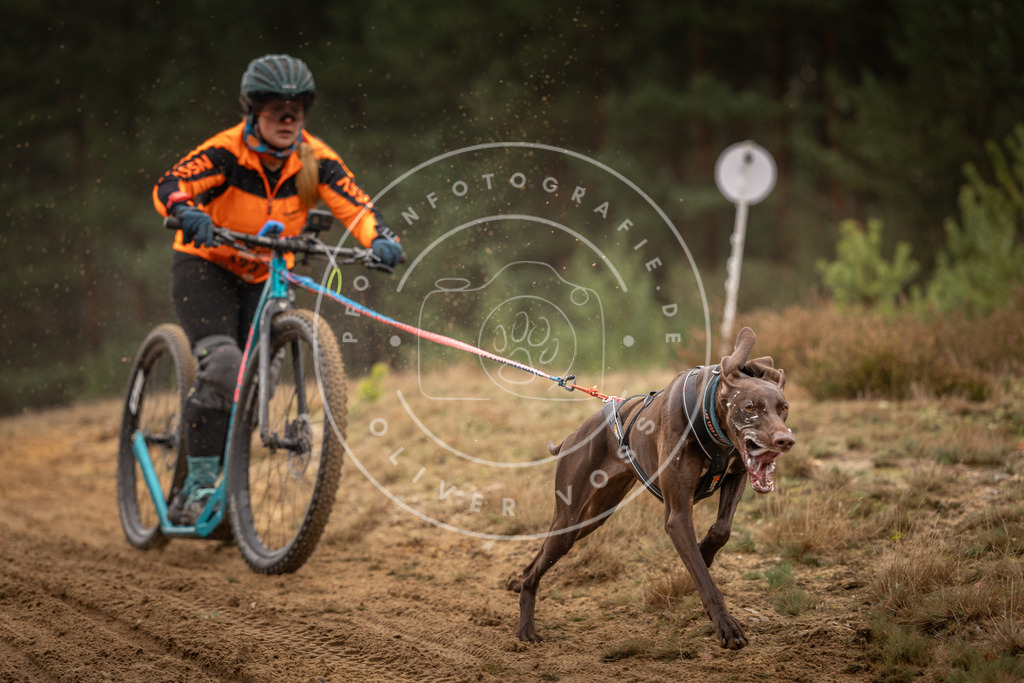 Pfotenfotografie_DV3A4562 | Hundefotografie, Tierfotograf, Pfotenfotografie, Fotoshooting Hund, Hunde Portrait, Hundesport, Hundeportraits, Heideshooting, Hunde, Sportfotograf, Hundefotograf, Turnierhundsport, THS,  - Realisiert mit Pictrs.com
