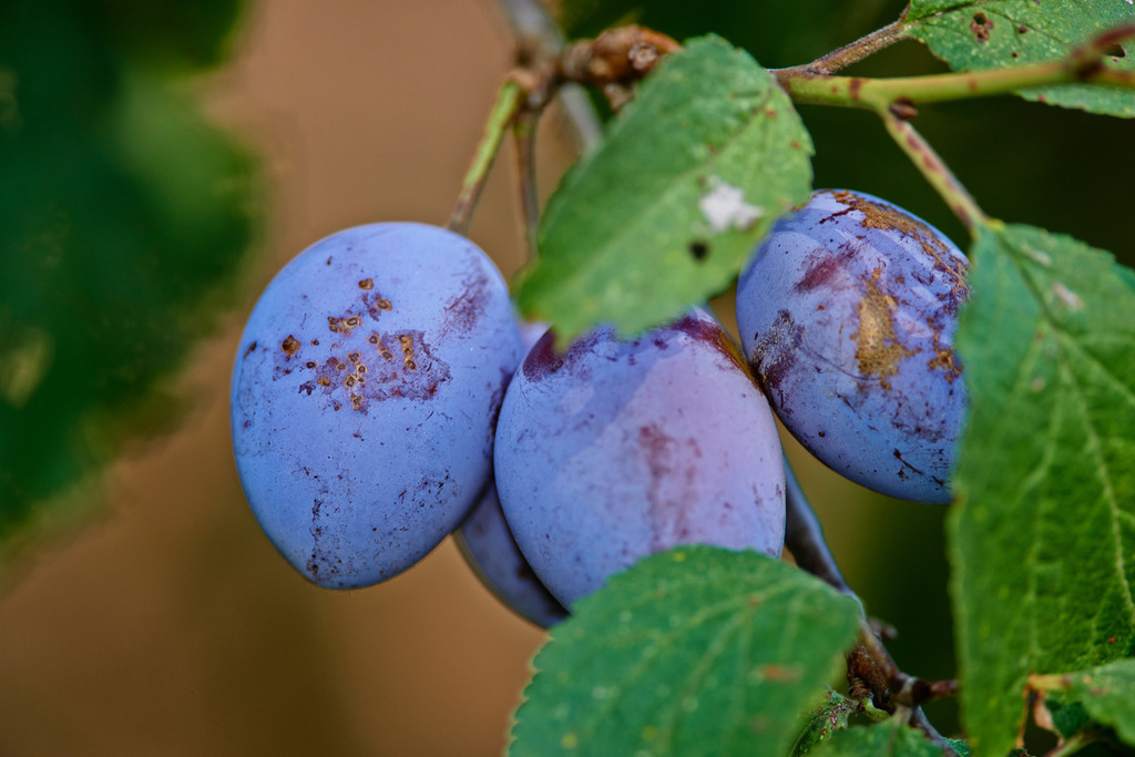 Zwetschgen Im Baum | Seebarn, Austria - August 22, 2013: Kellergasse-Kellerweg; Zwetschgen im Baum hängend. - Realisiert mit Pictrs.com