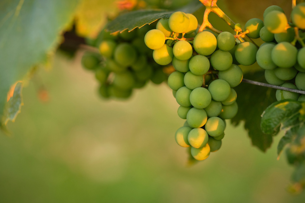 unreife Uhudlertraube | Austria - August 01, 2020: im Hausgarten; unreife Uhudlertraube im Abendlicht. - Realisiert mit Pictrs.com