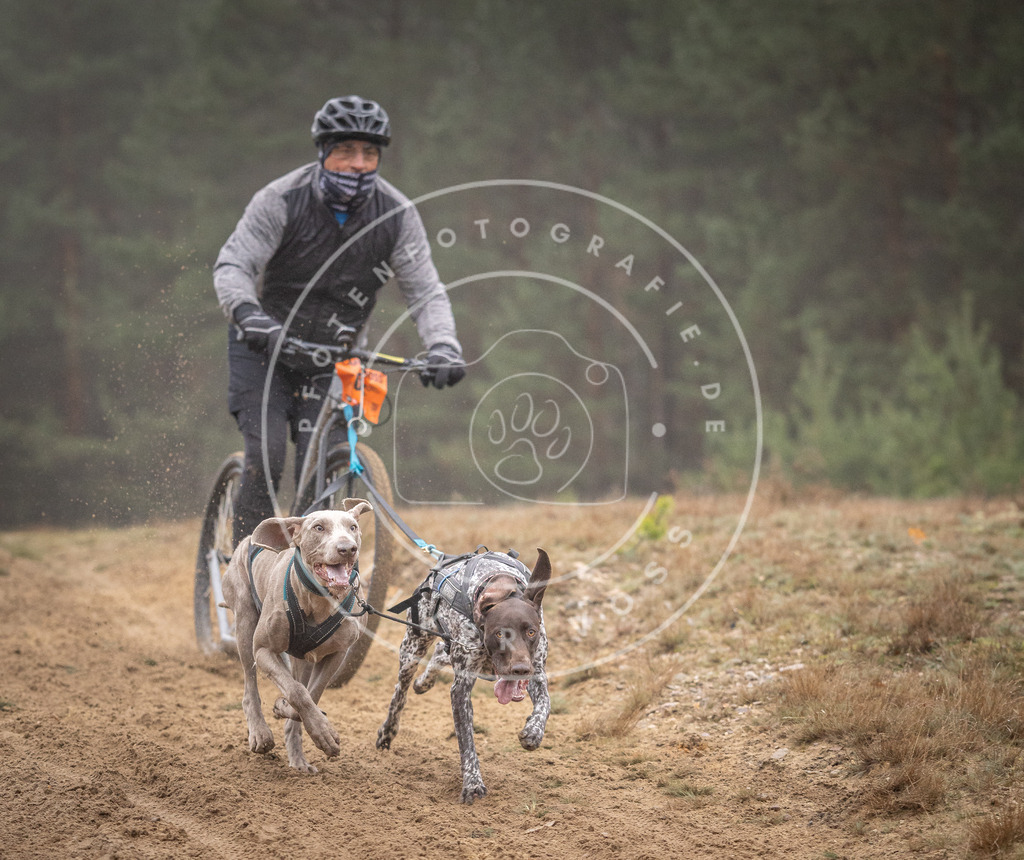 Pfotenfotografie_DV3A1098 | Hundefotografie, Tierfotograf, Pfotenfotografie, Fotoshooting Hund, Hunde Portrait, Hundesport, Hundeportraits, Heideshooting, Hunde, Sportfotograf, Hundefotograf, Turnierhundsport, THS,  - Realisiert mit Pictrs.com