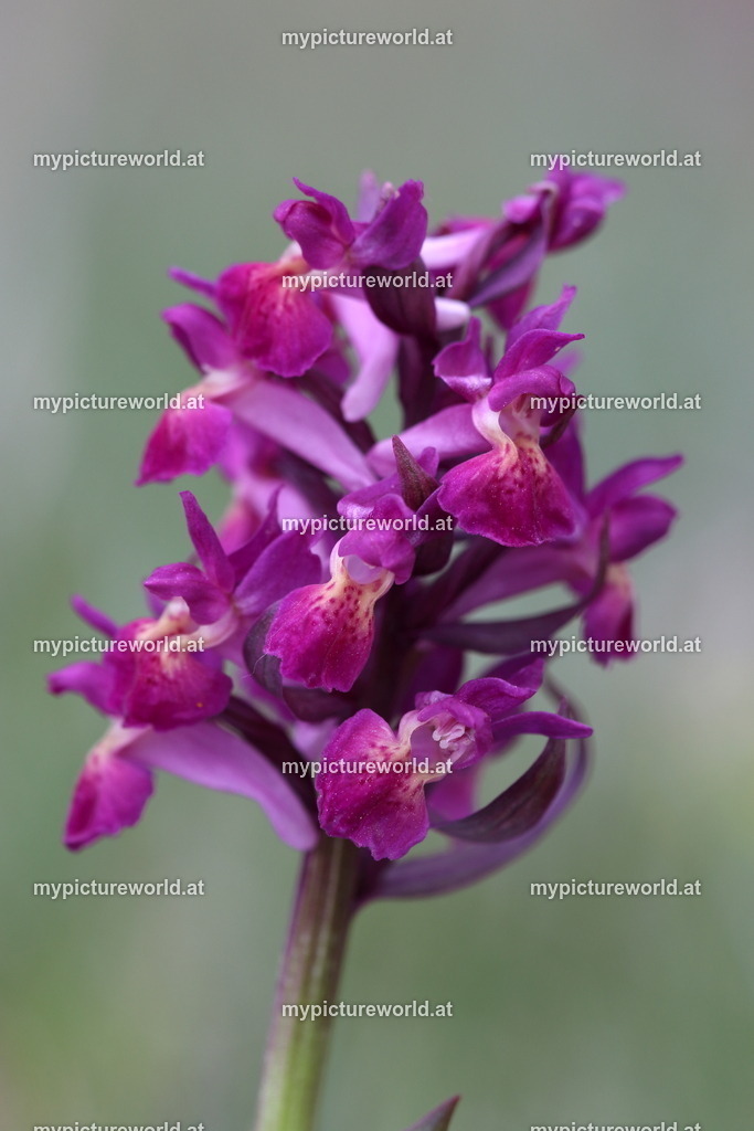 Holunder-Knabenkraut-009 | Das Bilderarchiv über Tiere, Planzen und Landschaften. In der Bilddatenbank finden Sie ein große Auswahl an hochwertigen Bilder für Ihre Werbung - Realisiert mit Pictrs.com