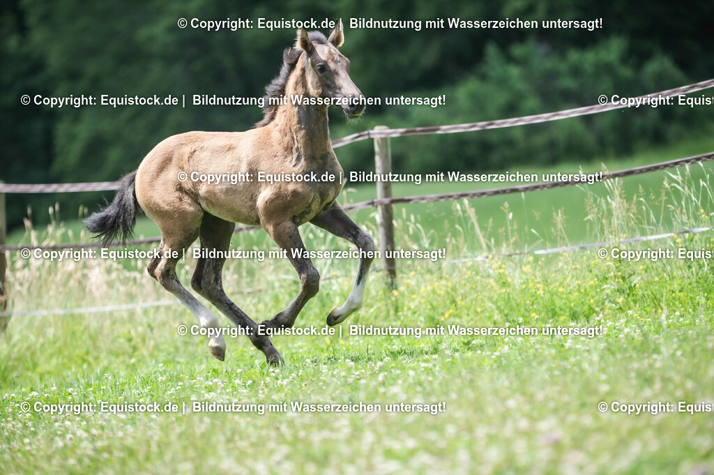 20210623_Fohlen_0464 | Foto: Thomas Hartig