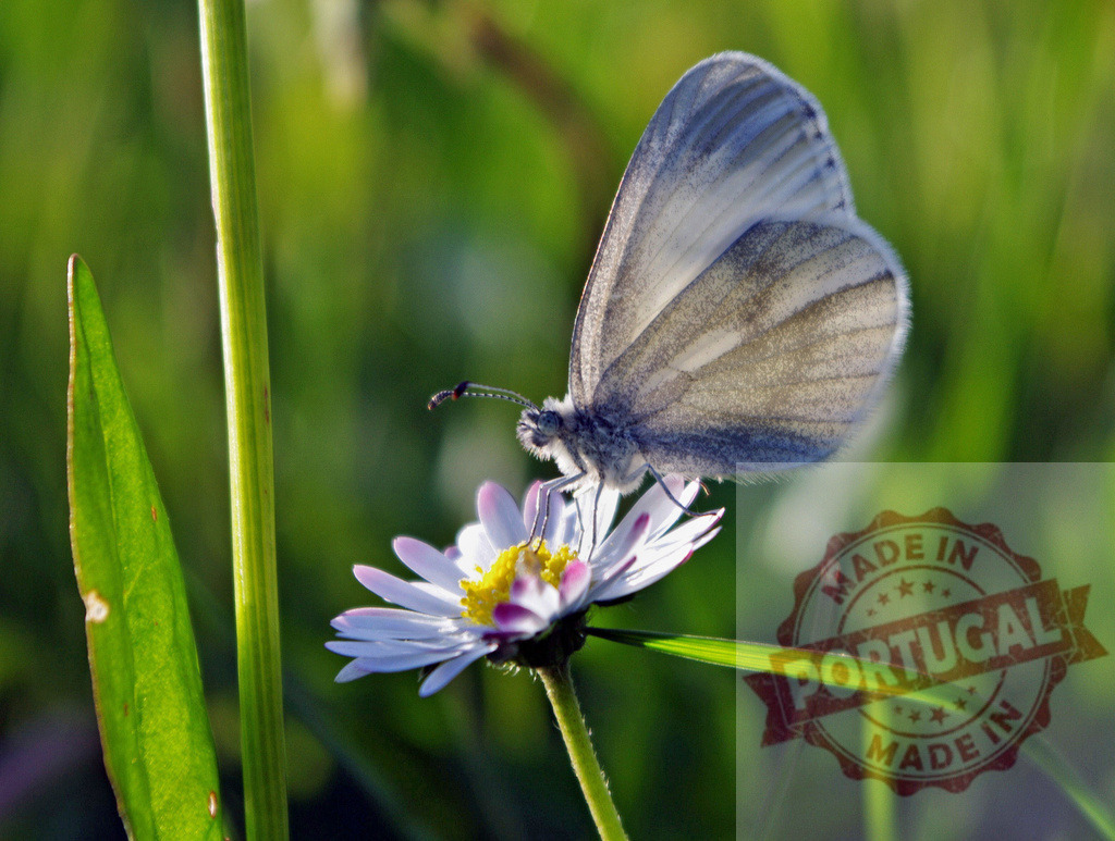 Delicate white butterfly feeding on a daisy flower in a green meadow | Beautiful white butterfly with spread wings feeding on a daisy flower in a sunny meadow, enjoying nature - Realisiert mit Pictrs.com