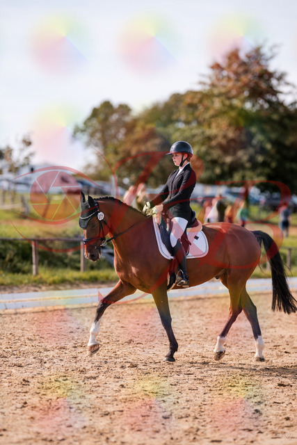 2026_10_03_Siefer-Hof_131706_Z81_65318672 | Professionelle Reitsport-, Turnier- und Eventfotografie von Robert Broda. Galerien mit ausgewählten und bearbeiteten Bildern direkt online ansehen und bestellen.