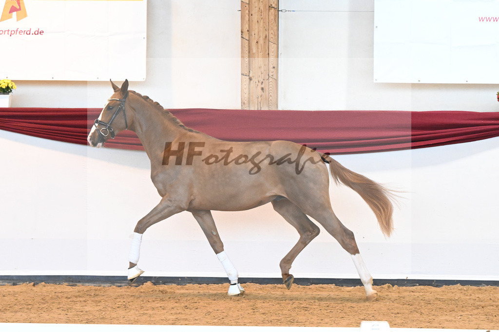 Kat-Nr. 5 v. Benicio_Wille_66221662 | hf-fotografie - Realisiert mit Pictrs.com