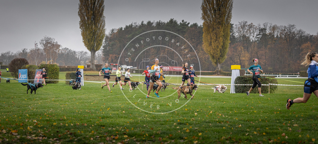 CaniXpix_DV3A8848 | Hundefotografie, Tierfotograf, Pfotenfotografie, Fotoshooting Hund, Hunde Portrait, Hundesport, Hundeportraits, Heideshooting, Hunde, Sportfotograf, Hundefotograf, Turnierhundsport, THS,  - Realisiert mit Pictrs.com