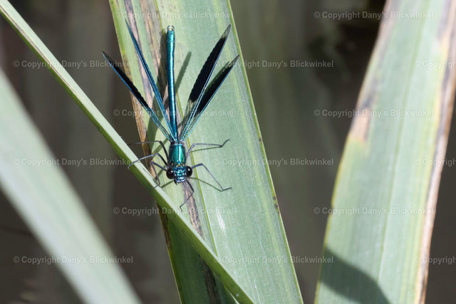 202025 | Tierfotografie, Tierkalender, Tierbilder, Insekten, Spinnen, Vögel, Schmetterling, Libellen, Leinwand, Colorkey, Qualität, Geschenkartikel, Geschenk - Realisiert mit Pictrs.com