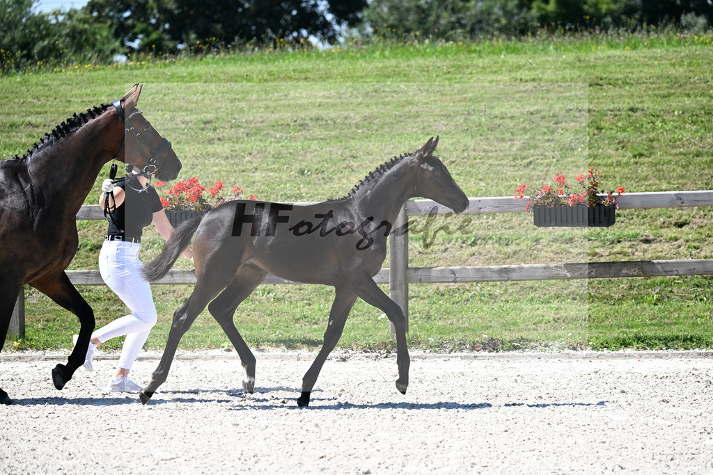 Kat-Nr. 17 Decurio x Belissimo M_SF_Kaestele_24250451 | hf-fotografie - Realisiert mit Pictrs.com