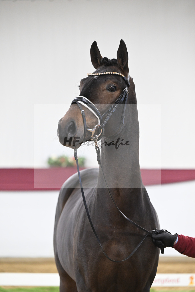 Kat-Nr. 67 Extra Gold x Showmaker_Matthias Schlamminger GmbH_47252535 | hf-fotografie - Realizzato con Pictrs.com