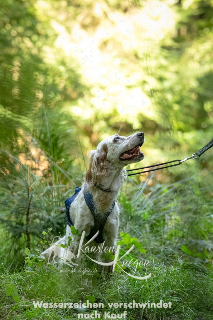 1404_ZZ94372-Bearbeitet | kk-dogfotos