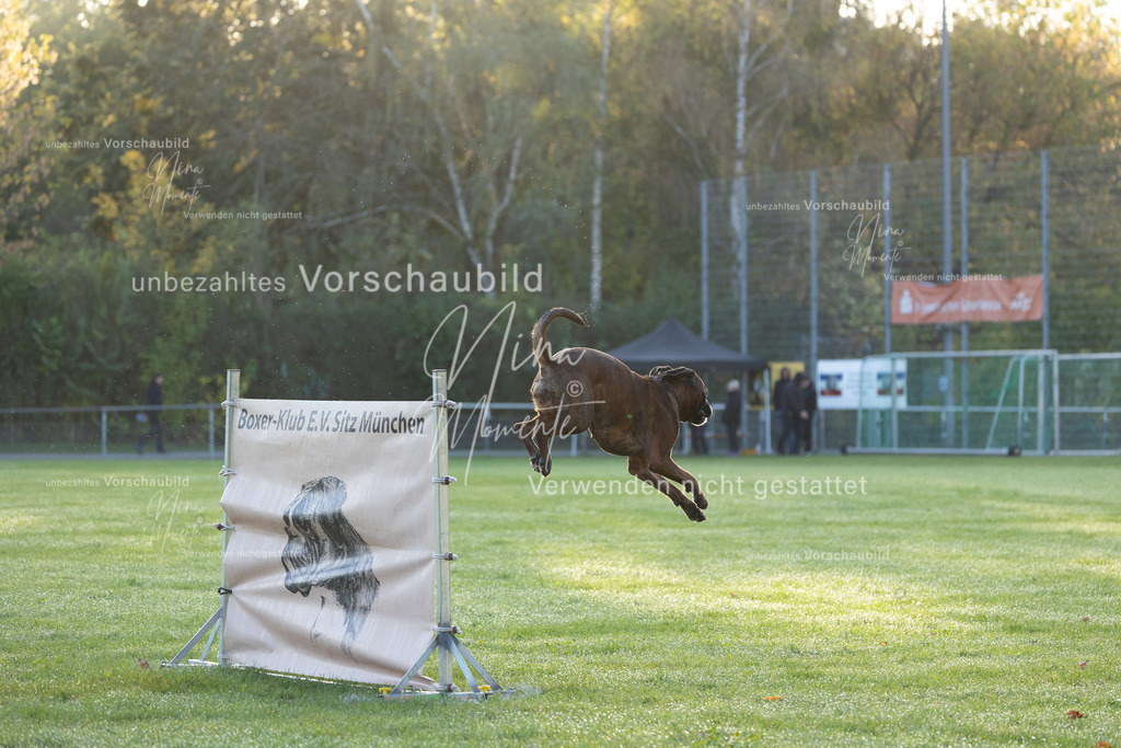 _16A6016 | Einzigartige Fotos von Hunden & Menschen –Actionfotos, Portraits, Vereinsaufnahmen & Paarshootings – authentisch, lebendig & mit Herz.