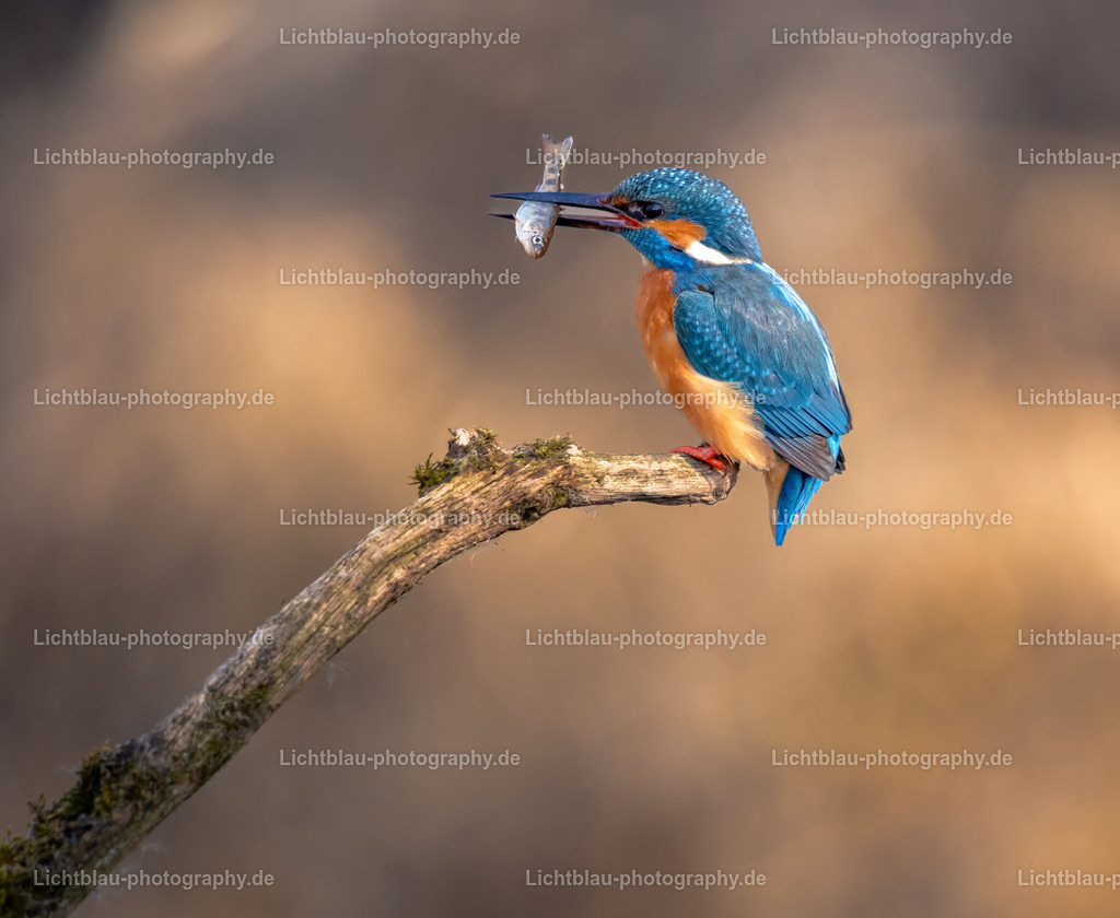 Eisvogel-11 | Hans-Bernd Lichtblau Photography. Finden Sie wunderschöne Fotografien aus Landschaft und Natur.  - Realisiert mit Pictrs.com