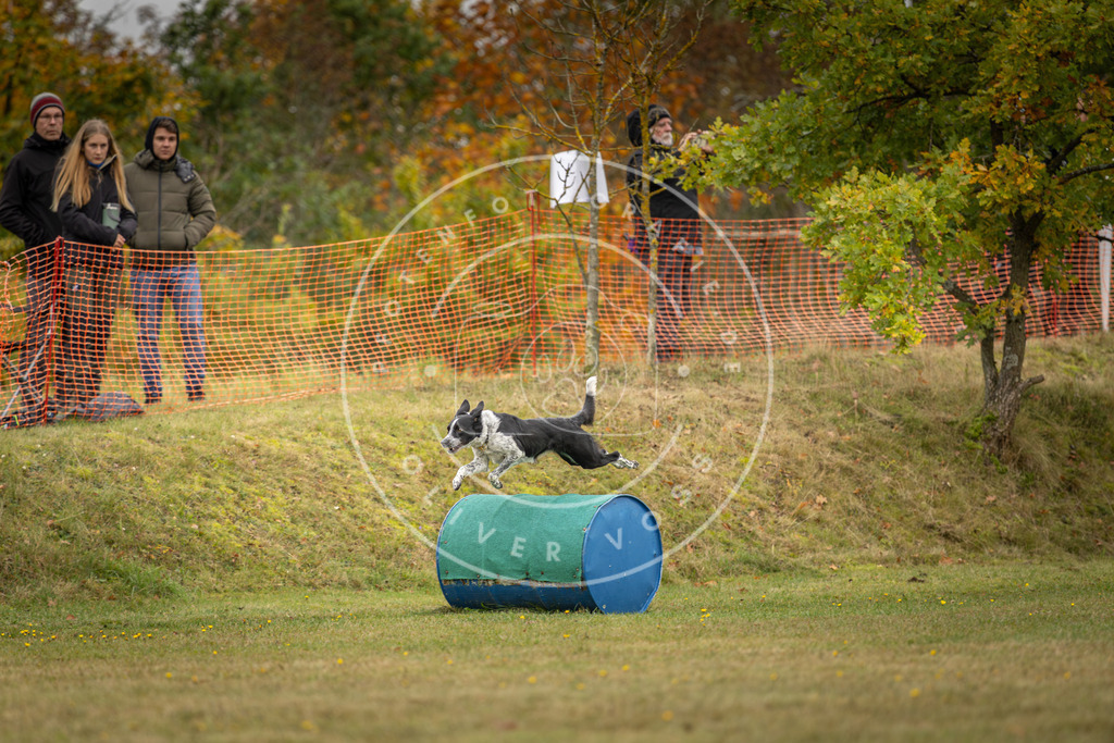Pfotenfotografie_DV3A4375 | Hundefotografie, Tierfotograf, Pfotenfotografie, Fotoshooting Hund, Hunde Portrait, Hundesport, Hundeportraits, Heideshooting, Hunde, Sportfotograf, Hundefotograf, Turnierhundsport, THS,  - Realisiert mit Pictrs.com