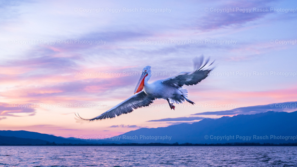 Pelikane_2024_3. Tag_abends_groß-50 | PeggyRaschPhotography - Realisiert mit Pictrs.com