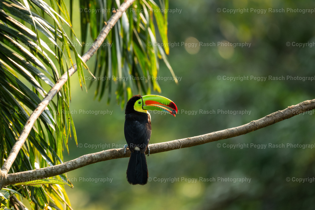 Tucan (1) | PeggyRaschPhotography - Realisiert mit Pictrs.com