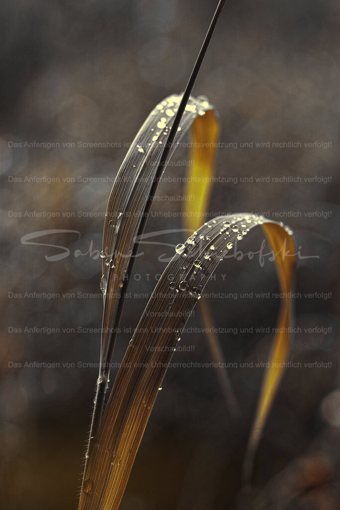Wandbild Grashalme mit Tropfen | People- und Tierfotografie, Imageaufnahmen, Veranstaltungsfotografie und Wandbilder aus der Natur ★ Made in Germany ✔️ Druck + Downloads ✔️ Naturfotografie in Top Qualität ★ schneller Versand, weltweite Lieferung! - Realisiert mit Pictrs.com