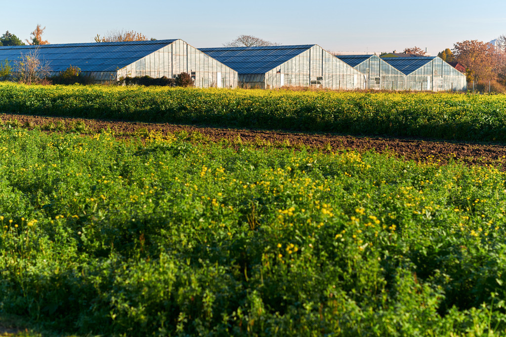 Blick über ein Rapsfeld auf eine Gärtnerei | Wien, Austria - November 18, 2020: Blick über ein Rapsfeld auf Glashäuser einer Gärtnerei. - Realisiert mit Pictrs.com