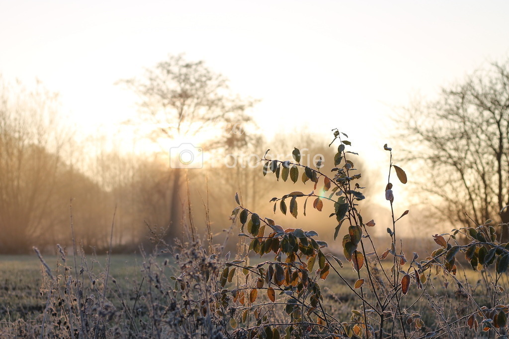 Frostiger Sonnenaufgang | Der Onlineshop für malerische Fotografien aus dem Landkreis Vechta✅ Premium Druck auf Leinwand✅ Acryl✅ oder Alu-Dibond✅➤Jetzt Bestellen! - Realisiert mit Pictrs.com