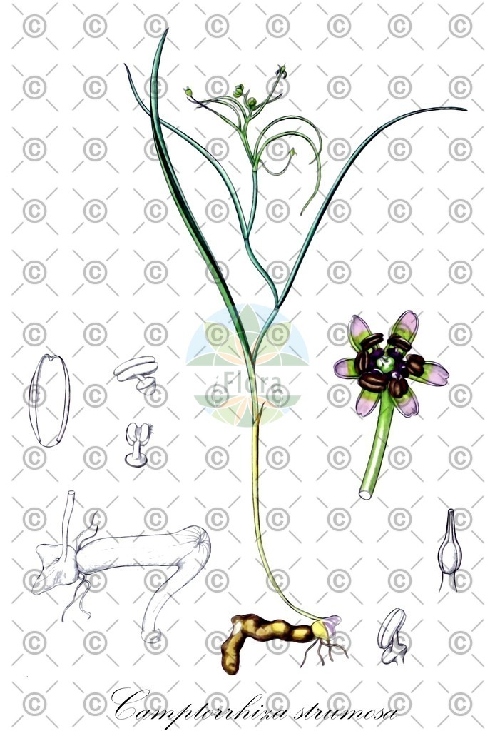 HistAbb_wfo-0000174016_1_ENZY_Simple | Historische Abbildung von Camptorrhiza strumosa - Colchicaceae | Historical Illustration of Camptorrhiza strumosa - Colchicaceae
