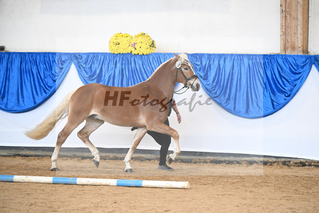Kat-Nr. 30 Angeber SCH v. Andoro SCH_Schmid_48251106 | hf-fotografie - Realisiert mit Pictrs.com