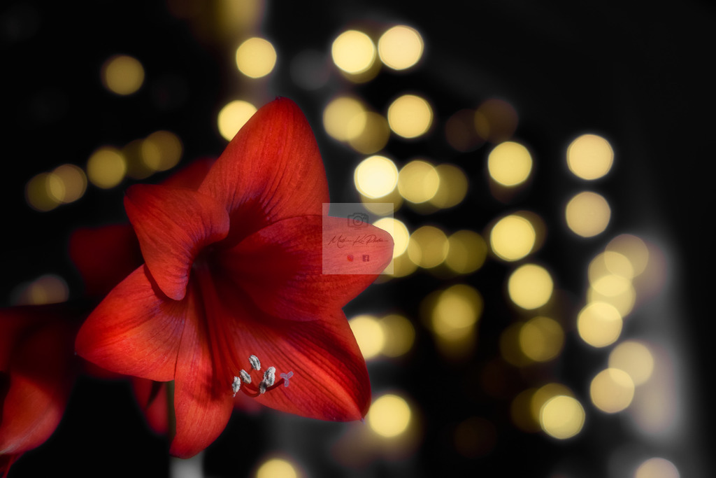 Makro - floral (14) | Buche Fotoshootings und entdecke hochwertige Fotoprodukte bei Mathias Ku Photos. Personalisiert, kreativ & mit Liebe zum Detail. Jetzt informieren! - Realisiert mit Pictrs.com