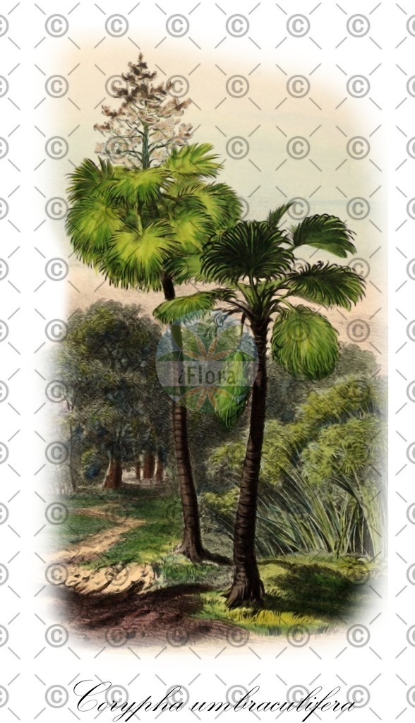 HistAbb_wfo-0000623254_1_ENZY_Simple | Historische Abbildung von Corypha umbraculifera - Arecaceae | Historical Illustration of Corypha umbraculifera - Arecaceae