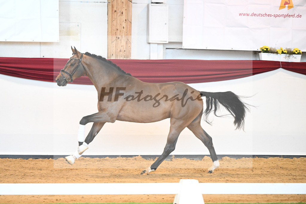 Kat-Nr. 3 v. Baron_Brors_66221592 | hf-fotografie - Realisiert mit Pictrs.com