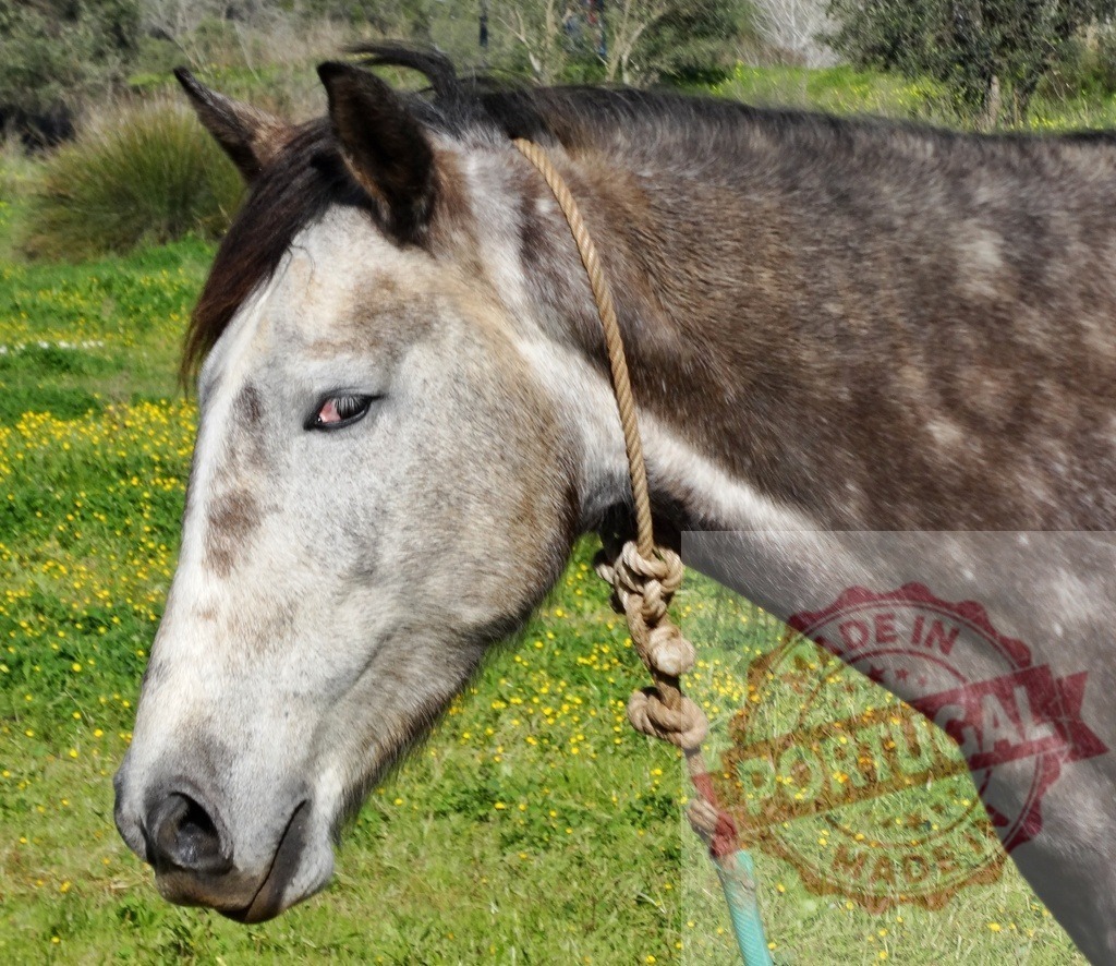 Dapple gray horse grazing in green field | Dapple gray horse grazing on grass and yellow flowers in a sunny field - Realized with Pictrs.com