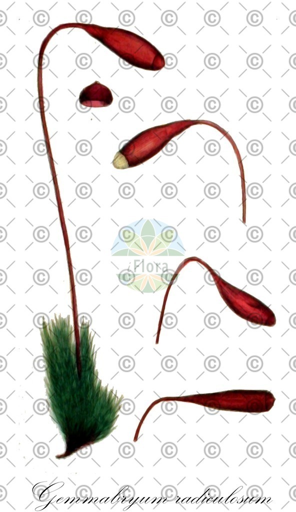 HistAbb_wfo-0000696142_1_ENZY_Simple | Historische Abbildung von Gemmabryum radiculosum - Bryaceae | Historical Illustration of Gemmabryum radiculosum - Bryaceae