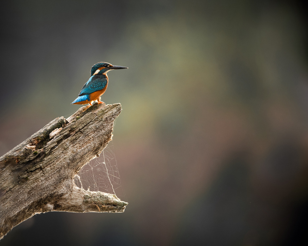 Eisvogel auf einem Spinnennetz | Ich bin Fotograf aus Neuburg an der Donau und spezialisiere mich auf Wildlife-Fotografie, Landschaftsaufnahmen und Portraits.Ob Hochzeit, Familienbilder oder Naturaufnahmen – ich fange echte Momente ein, die bleiben. 