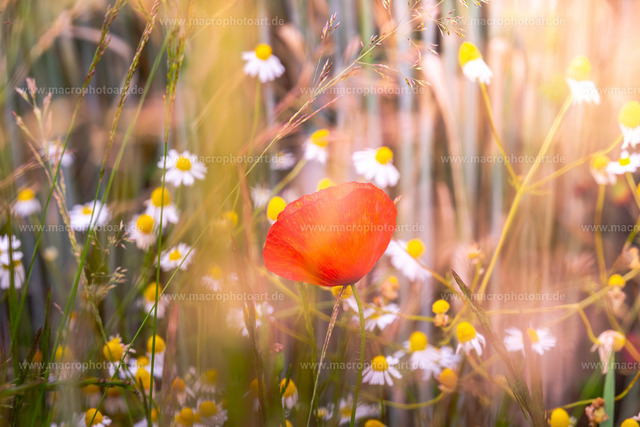 Mohn und Kamille | Mohnblume vor einem Feld mit wilder Kamille - Realisiert mit Pictrs.com