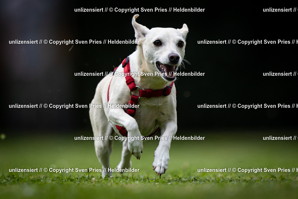 Sven Pries | 19. Allgemeines Hunderennen Karlsruhe Durlach - Realisiert mit Pictrs.com