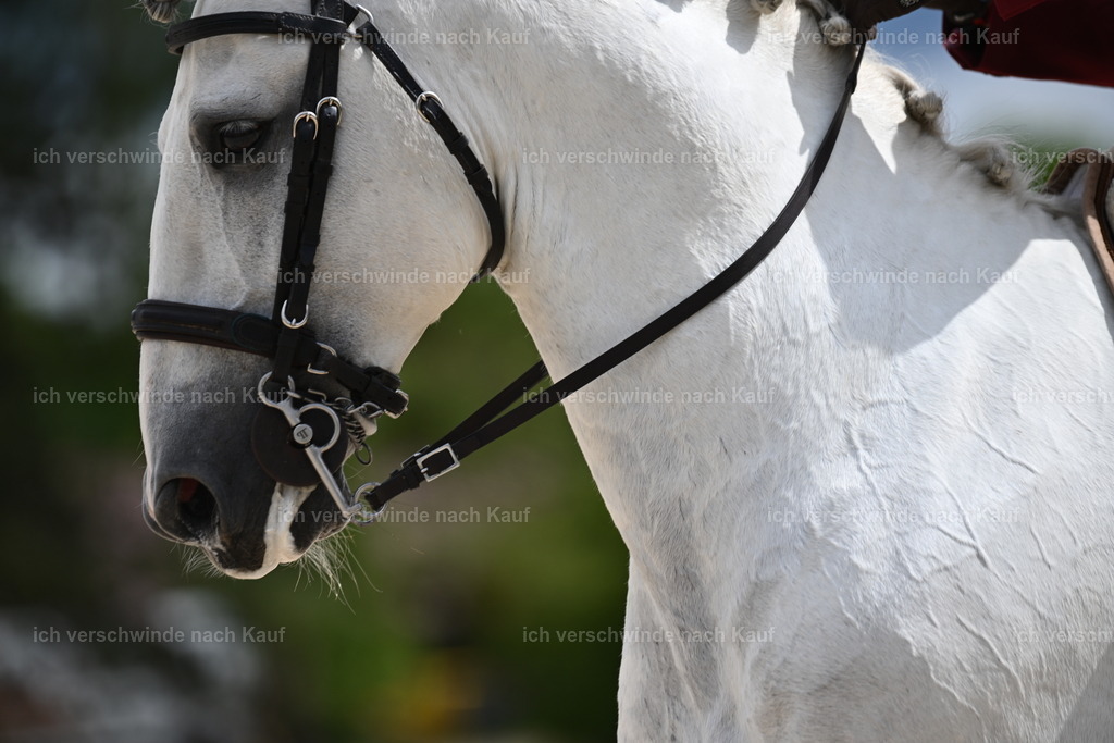 PI26_ST_Sara_Landvogt226_3739.JPG | working equitationturnier fotograf videograf stoibphotography marixx film working equitation deutschland reitsport turnierfotografie eventfotografie equestrian events