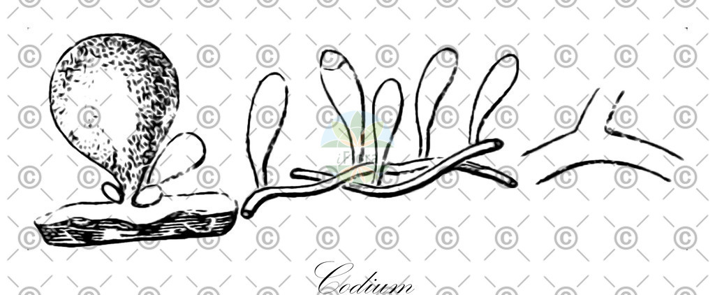 HistAbb_3RRQ_7_ENZY_Simple | Historische Abbildung von Codium - Codiaceae (0) | Historical Illustration of Codium - Codiaceae (0)