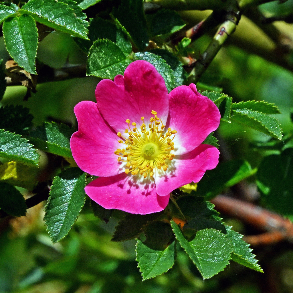 Heckenrose01q-8 | lucisnaturbilder - Realisiert mit Pictrs.com