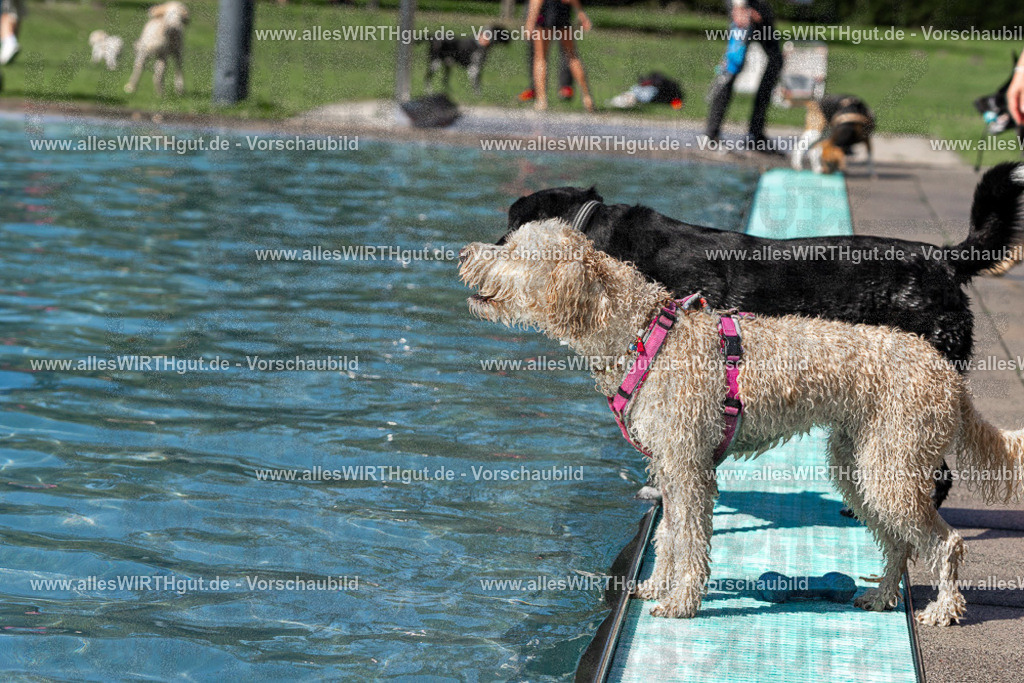 Hundeschwimmen_Volksbad_2026-allesWIRTHgut_Tierfotografie-2609061242-FAY06536 | Professionelle Tierfotografie in Mönchengladbach von Daniel Wirth (allesWIRTHgut). Liebevolle & natürliche Bilder von Hunden & Katzen für unvergessliche Erinnerungen.