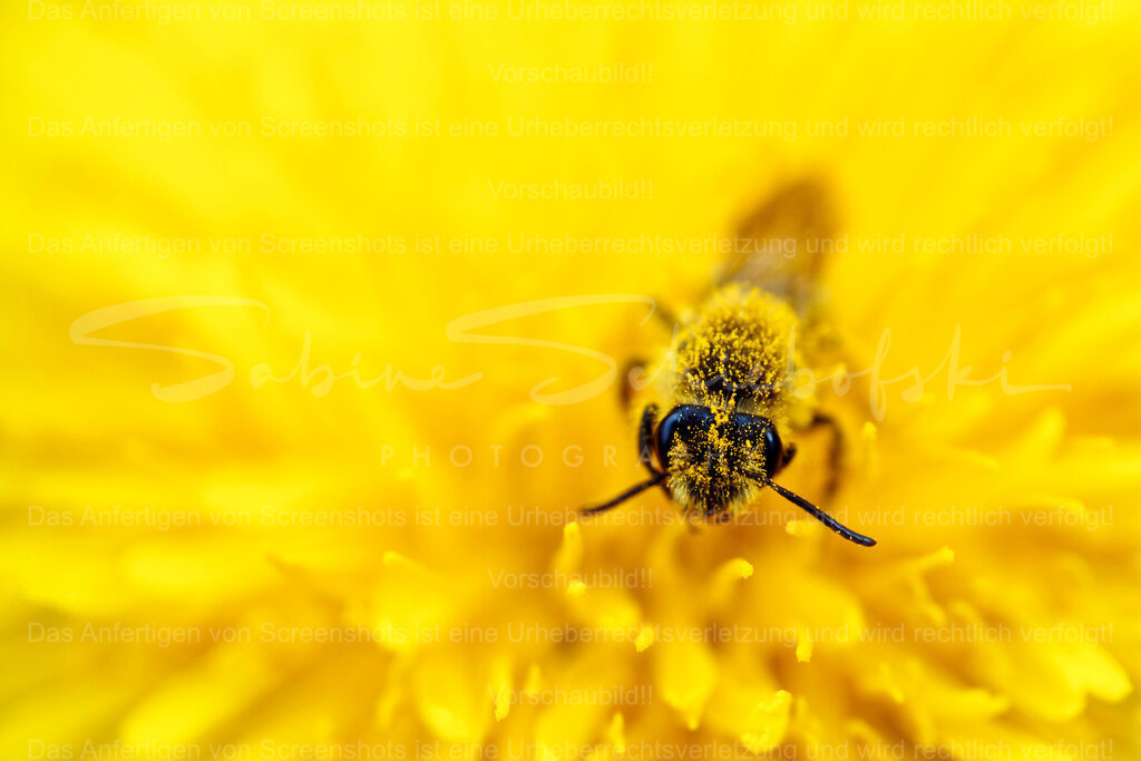 Wandbild Biene | Exklusive Naturfotografie für stilvolle Wanddekoration ★ Premium Wandbilder Made in Germany ✔️ FineArt Drucke & Downloads ✔️ Brillante Farben, höchste Qualität & weltweiter Versand ✔️ - Realisiert mit Pictrs.com