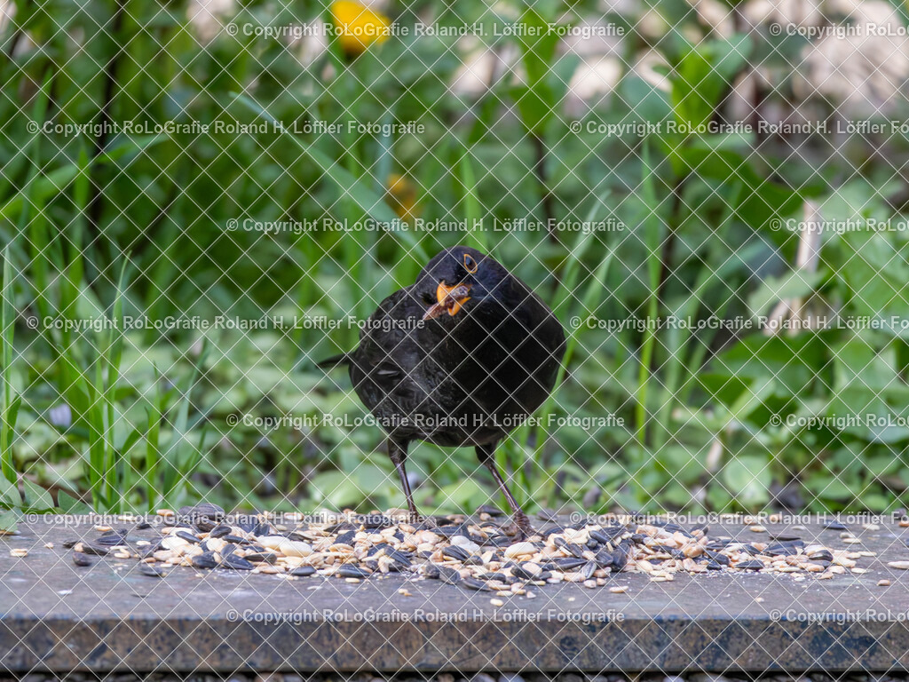 20240410_Vögel_RoLoGrafie-8 | Vogel beim Futtern - Realisiert mit Pictrs.com