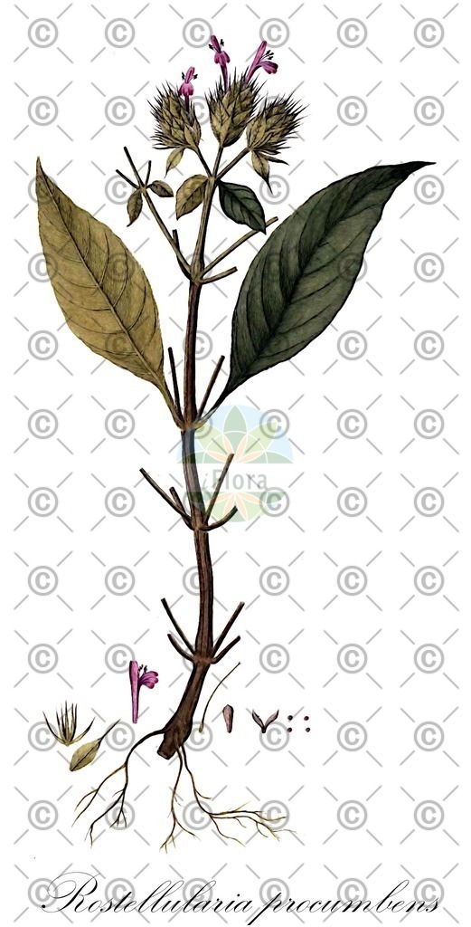 HistAbb_EMP_140607_1_SIMPLE | Historische Abbildung von Rostellularia procumbens - Acanthaceae | Historical Illustration of Rostellularia procumbens - Acanthaceae