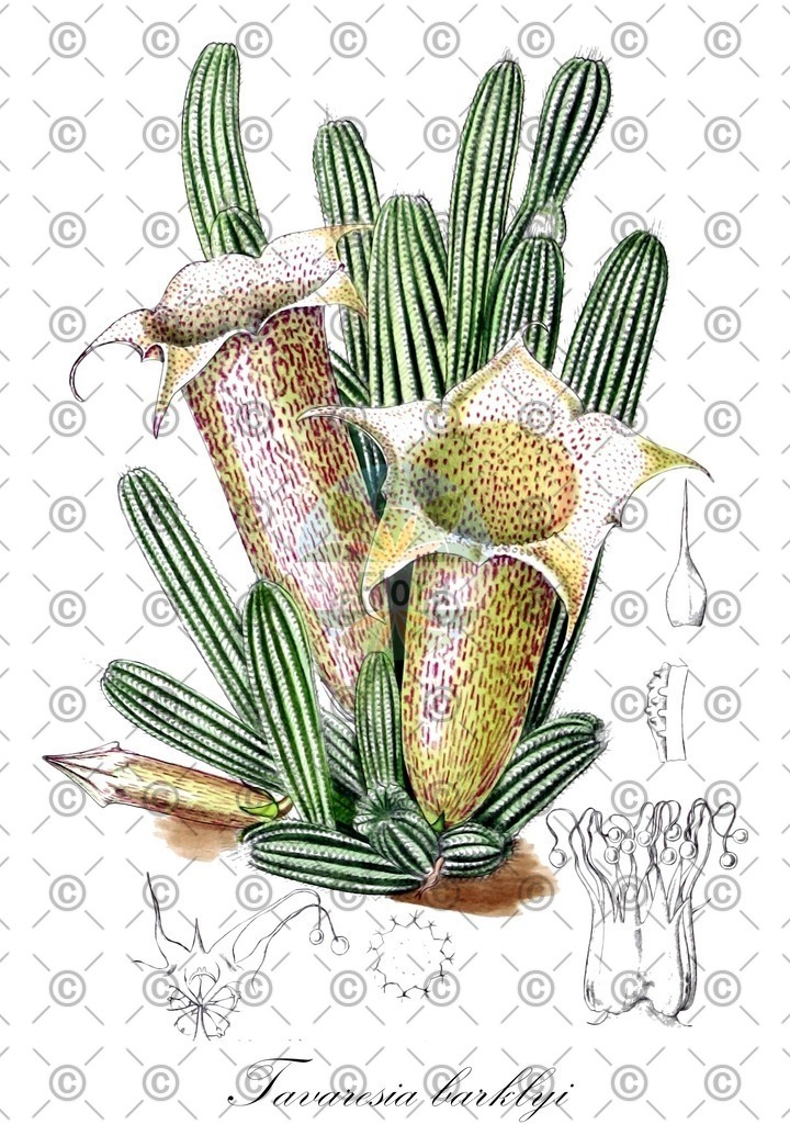 HistAbb_wfo-0000837122_1_ENZY_Simple | Historische Abbildung von Tavaresia barklyi - Apocynaceae | Historical Illustration of Tavaresia barklyi - Apocynaceae