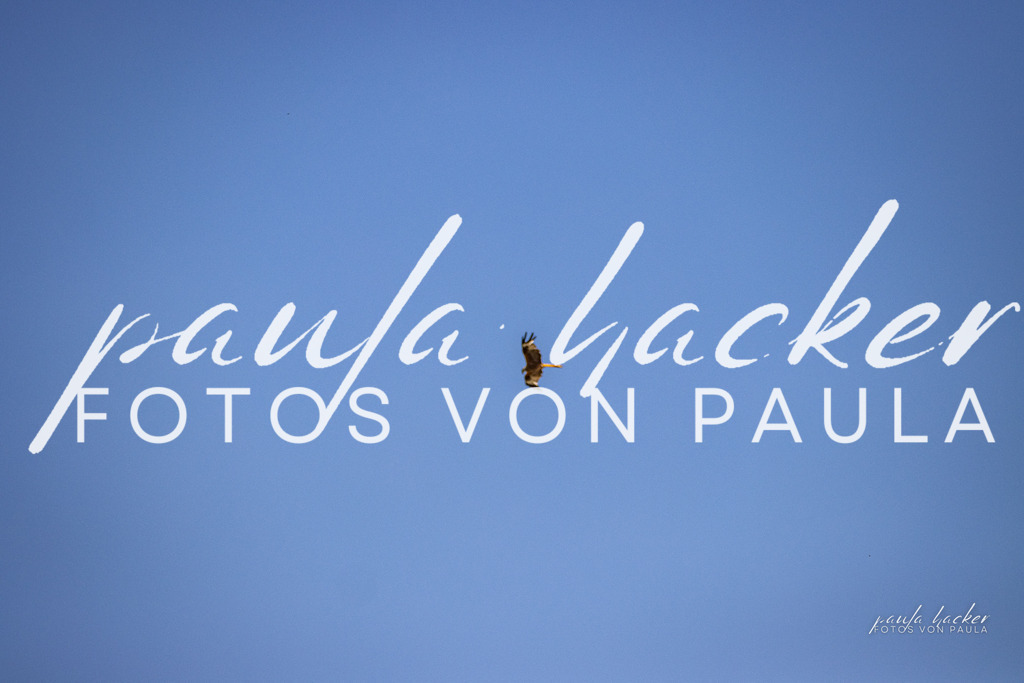 IMG_0479 | Erleben Sie dynamische Sport- und emotionale Tierfotografie in Süddeutschland mit Fotos von Paula. Spezialisiert auf Pferde- und Hundefotografie sowie Sportevents. Kontaktieren Sie mich für einzigartige und ausdrucksstarke Bilder Ihrer besonderen Momente. - Realisiert mit Pictrs.com